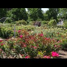 Der International Rose Garden im Botanischen Garten